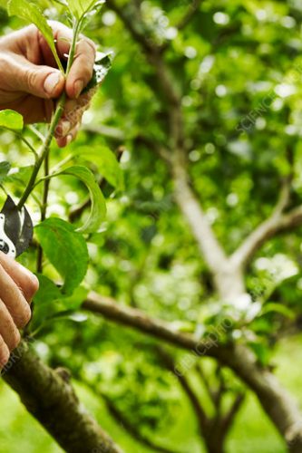 A gardener pruning fruit trees with secateurs.